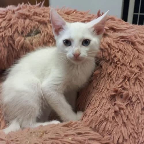 Tuesday,  puppy European Shorthair for adoption at Viva la Hund, Nettersheim