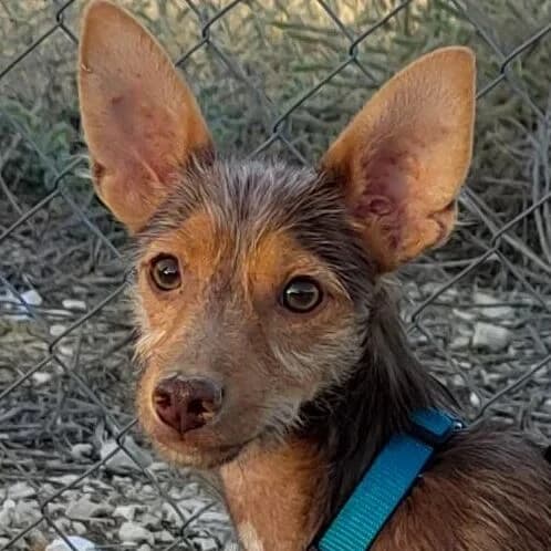 Turbo, Mixed Breed (Viva la Hund)