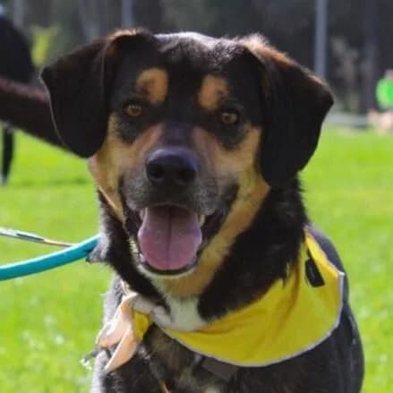 Twix, male young Mixed Breed for adoption at Viva la Hund, Nettersheim