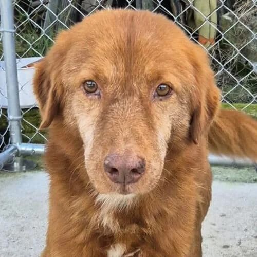 Urmel, male senior Mixed Breed for adoption at Viva la Hund, Nettersheim