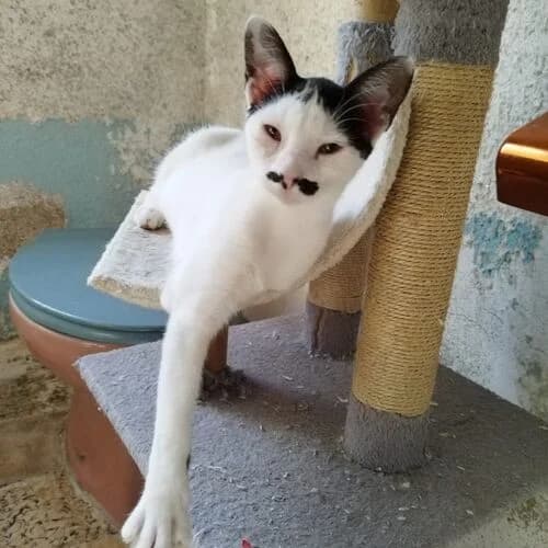 Wendy,  European Shorthair for adoption at Viva la Hund, Nettersheim