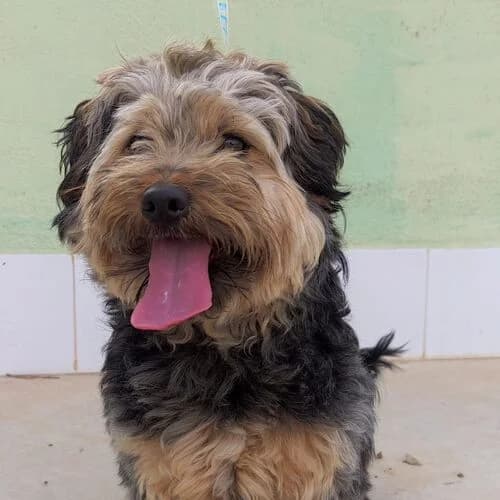 Wiki, male puppy Yorkshire Terrier for adoption at Viva la Hund, Nettersheim