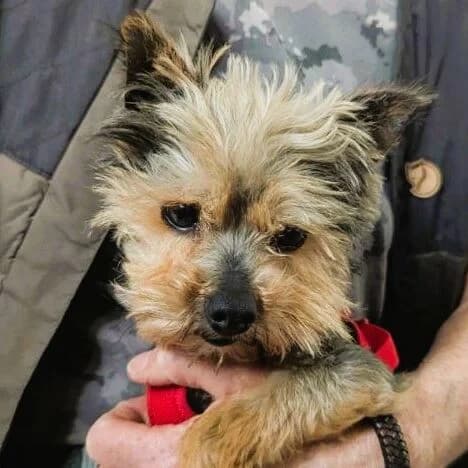 Zack, male 3yo Yorkshire Terrier for adoption at Viva la Hund, Nettersheim