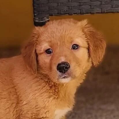 Zion, male puppy Mixed Breed for adoption at Viva la Hund, Nettersheim