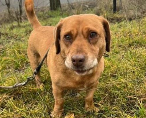 Dömötör, weiss male senior Vizsla for adoption at Vizsla in Not e.V.