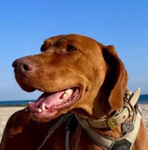 Santos, male 5yo Vizsla for adoption at Vizsla in Not e.V.