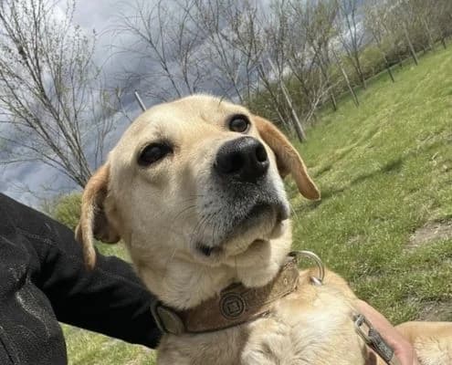 Findus, male 7yo Vizsla for adoption at Vizsla in Not e.V.