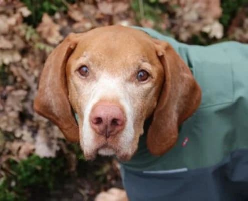 Bela, weiss male senior mixed breed for adoption at Vizsla in Not e.V.
