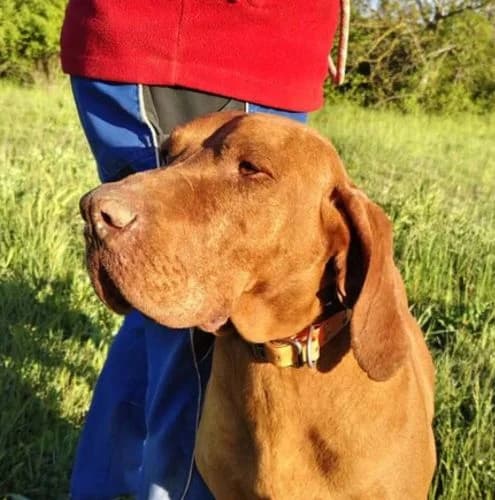 Dani, male 7yo Vizsla for adoption at Vizsla in Not e.V.