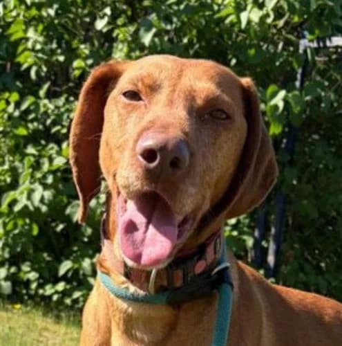Jenny, female 5yo Vizsla for adoption at Vizsla in Not e.V.