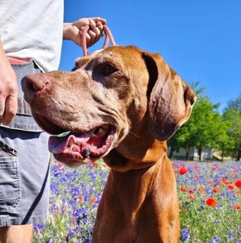 CΓ©zΓ‘r, male senior Vizsla for adoption at Vizsla in Not e.V.