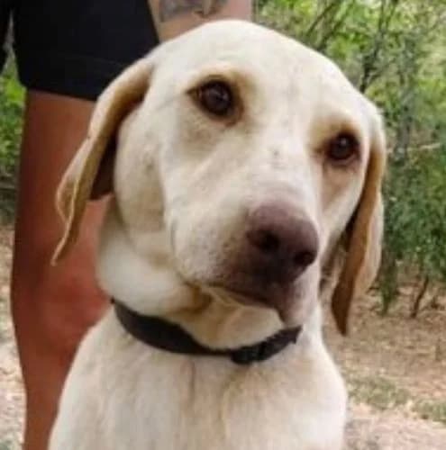 Mandula, female 5yo Vizsla for adoption at Vizsla in Not e.V.