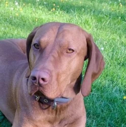 Elmo, male young Vizsla for adoption at Vizsla in Not e.V.