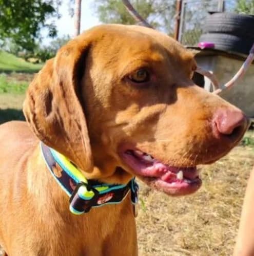 Törpilla, female 4yo Vizsla for adoption at Vizsla in Not e.V.