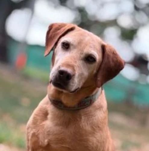 Rókus, male 6yo Vizsla for adoption at Vizsla in Not e.V.