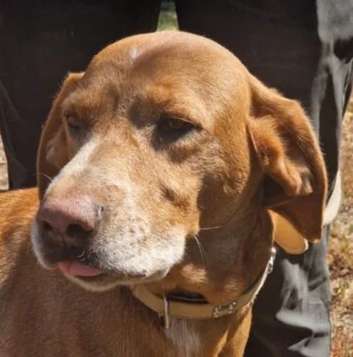 Chase, male 7yo Vizsla for adoption at Vizsla in Not e.V.