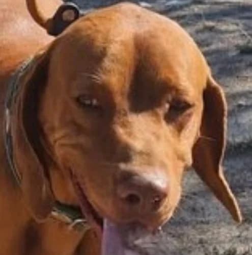 Dió, male 4yo Vizsla for adoption at Vizsla in Not e.V.