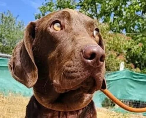 Jupiter, male puppy Vizsla for adoption at Vizsla in Not e.V.