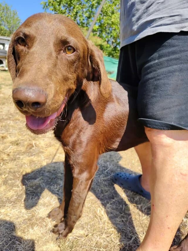 Valentin, male puppy Vizsla for adoption at Vizsla in Not e.V.