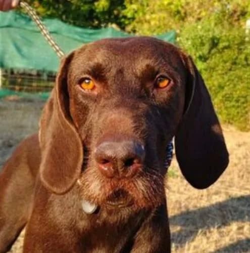Viktória, female 3yo Vizsla for adoption at Vizsla in Not e.V.