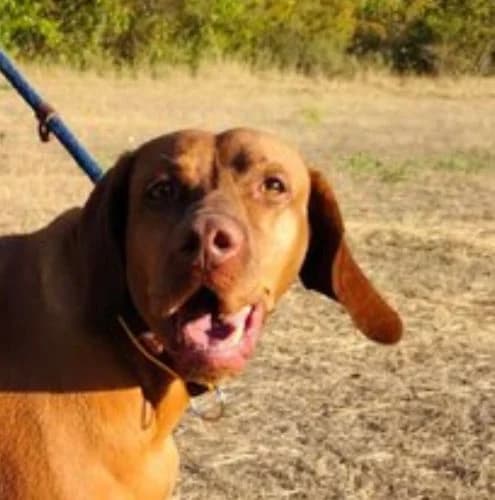 Cinnamon, female 4yo Vizsla for adoption at Vizsla in Not e.V.
