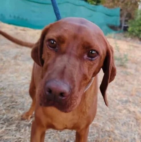 Zsömi, female 6yo Vizsla for adoption at Vizsla in Not e.V.