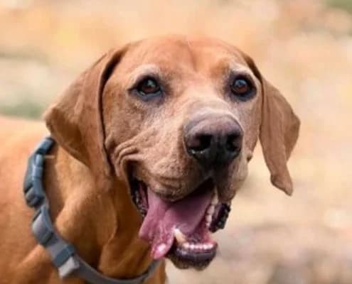 Lucky, male 7yo Vizsla for adoption at Vizsla in Not e.V.