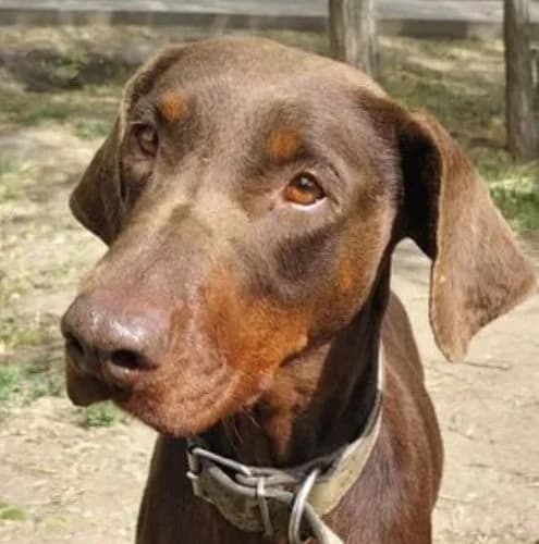 Negro, male 7yo Vizsla for adoption at Vizsla in Not e.V.