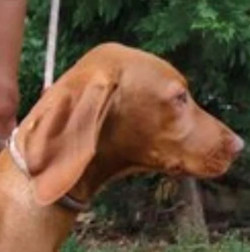 Pindur Pandúr, male puppy Vizsla for adoption at Vizsla in Not e.V.