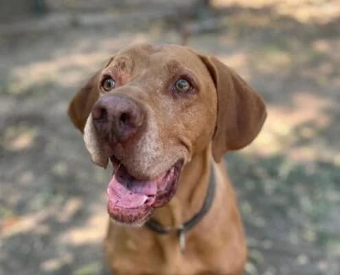 Snoopy, male senior Vizsla for adoption at Vizsla in Not e.V.