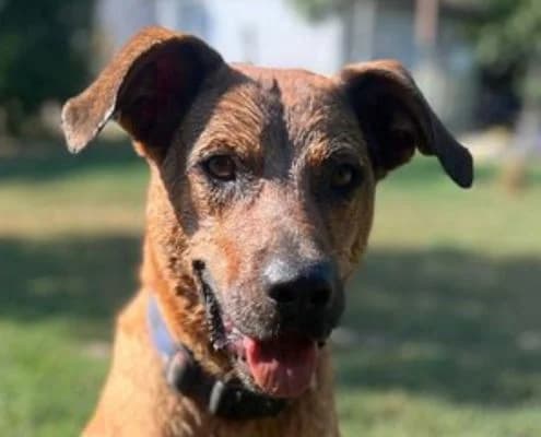 OszkΓ‘r, male 4yo Vizsla for adoption at Vizsla in Not e.V.