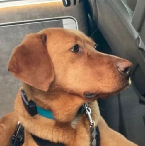 Misi, gold male 4yo Vizsla for adoption at Vizsla in Not e.V.