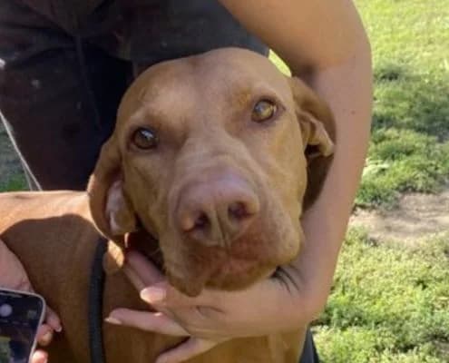 DiΓ‘na, female 5yo mixed breed for adoption at Vizsla in Not e.V.