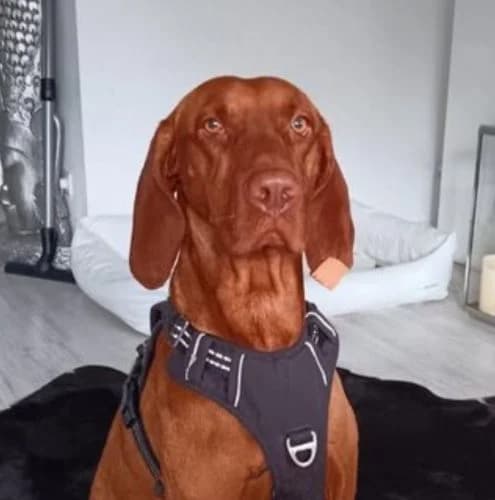 Yoshi, male 5yo mixed breed for adoption at Vizsla in Not e.V.