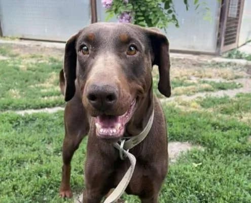 Lana, female 7yo Vizsla for adoption at Vizsla in Not e.V.