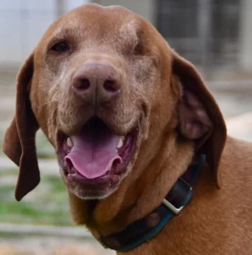 Ménrót, male senior Vizsla for adoption at Vizsla in Not e.V.