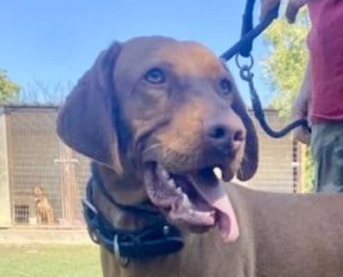 Max, male 4yo Vizsla for adoption at Vizsla in Not e.V.