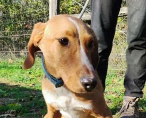 Dash, male Vizsla for adoption at Vizsla in Not e.V.