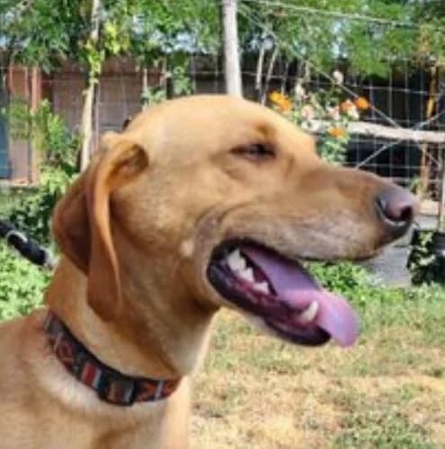 BogyΓ³, male young Vizsla for adoption at Vizsla in Not e.V.