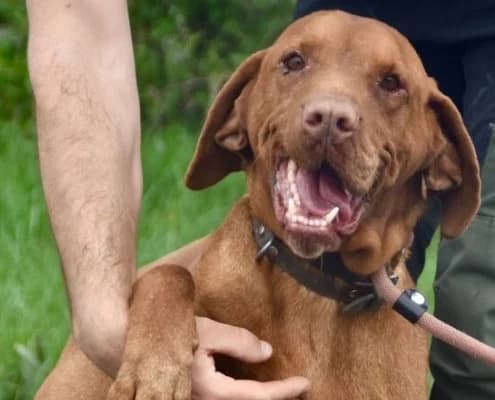 Rex, male senior Vizsla for adoption at Vizsla in Not e.V.