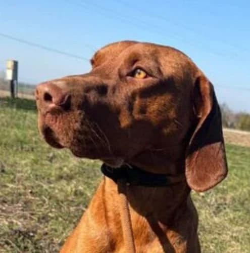 Whiskey, male young Vizsla for adoption at Vizsla in Not e.V.