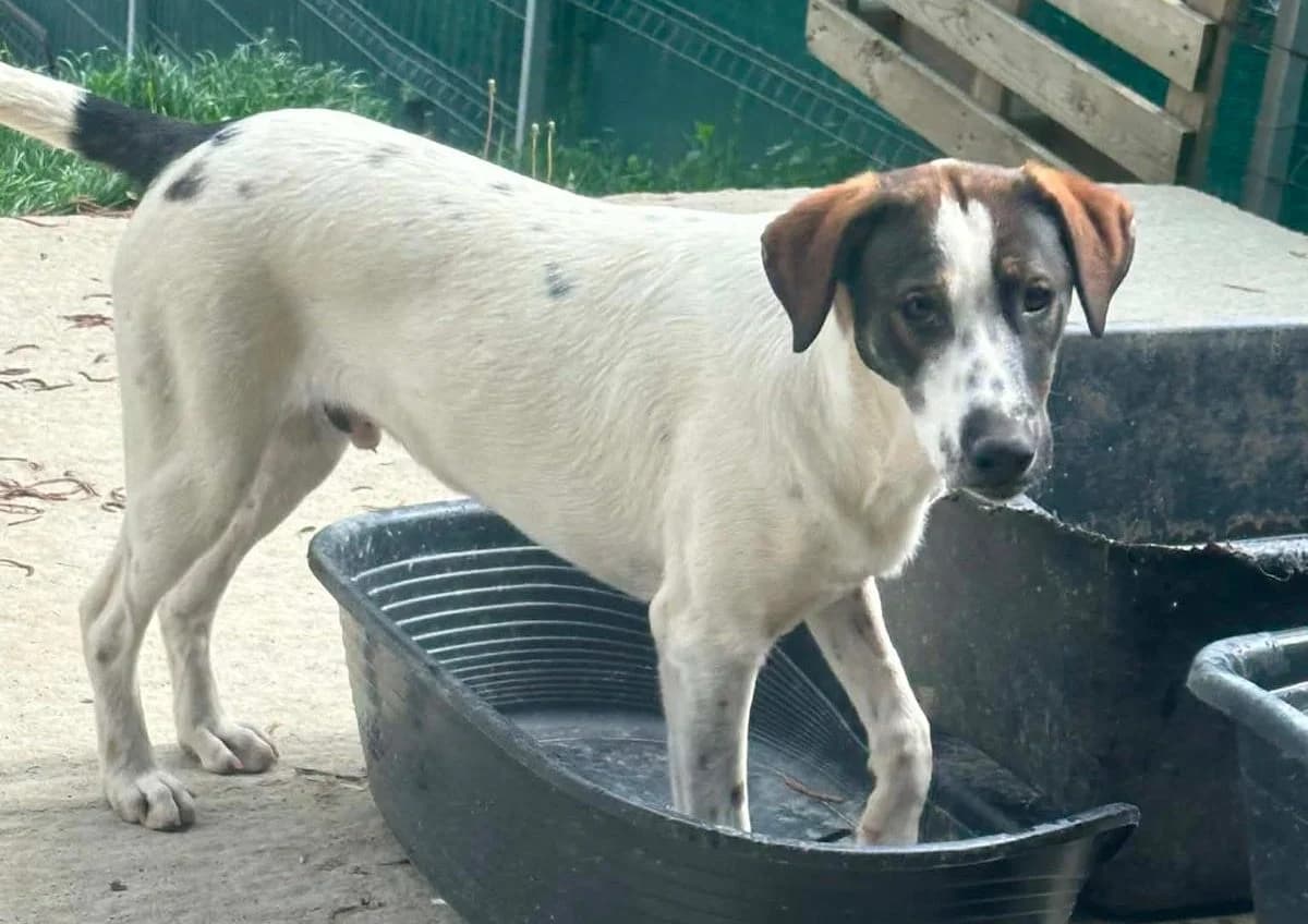 Tony, tricolor male puppy Mixed Breed for adoption at Waisenhunde e.V., Wöllstadt