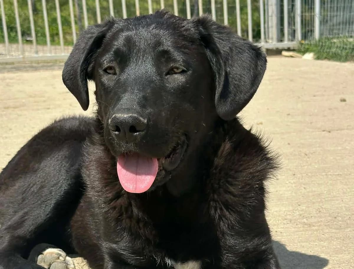 Pearl, schwarz mit weiß female young Mixed Breed for adoption at Waisenhunde e.V., Wöllstadt