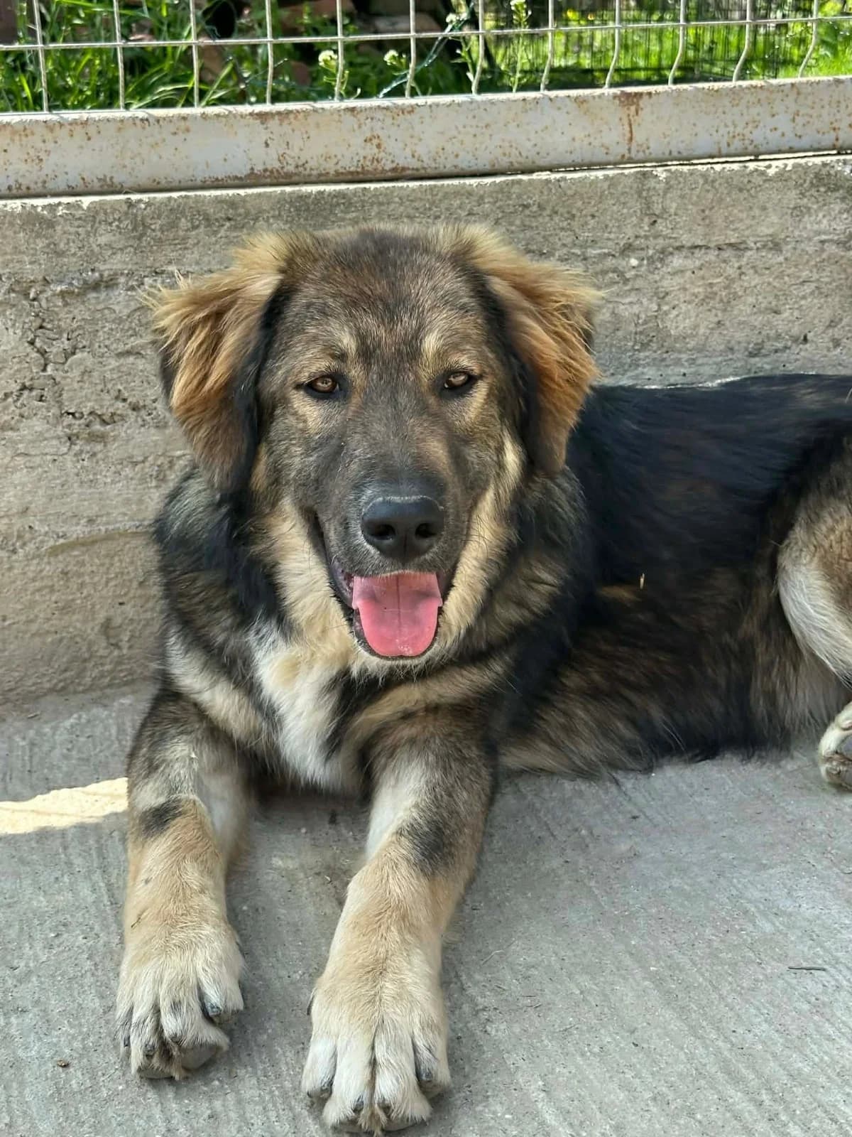 Luar, braun-schwarz male young Mixed Breed for adoption at Waisenhunde e.V., Wöllstadt