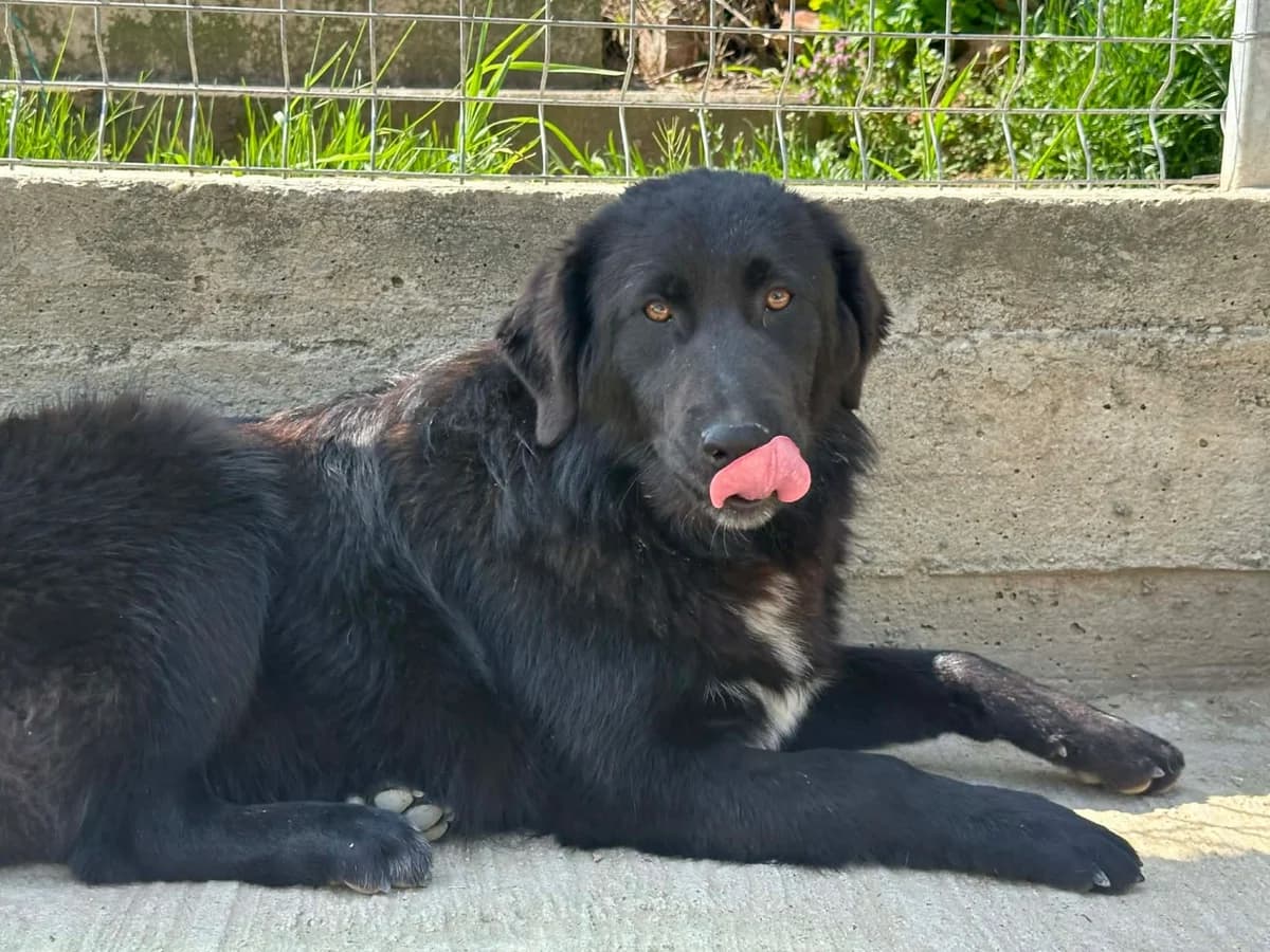 Paul, schwarz-weiß male young Mixed Breed for adoption at Waisenhunde e.V., Wöllstadt