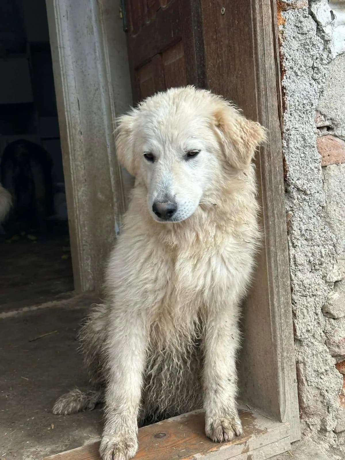 Brandy, weiß/beige, grau meliert male young Mixed Breed for adoption at Waisenhunde e.V., Wöllstadt