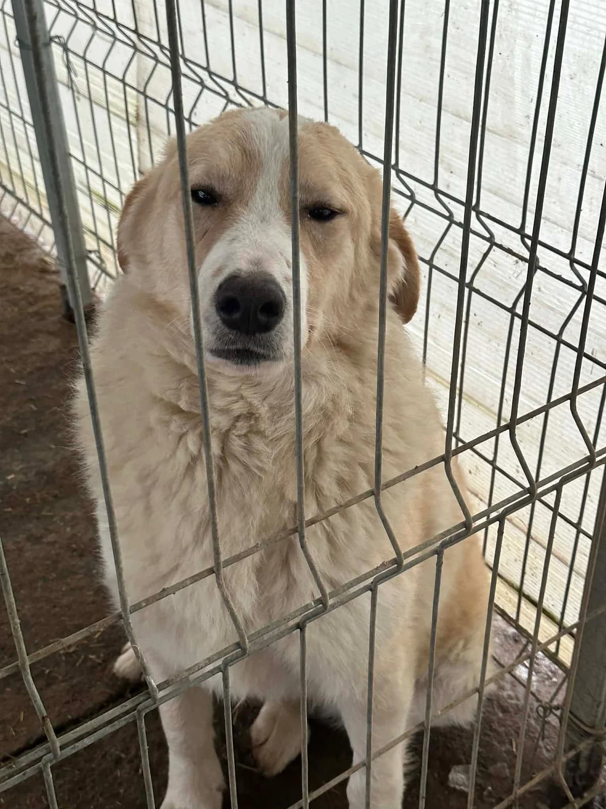 Veronik, weiß/beige male young Mixed Breed for adoption at Waisenhunde e.V., Wöllstadt