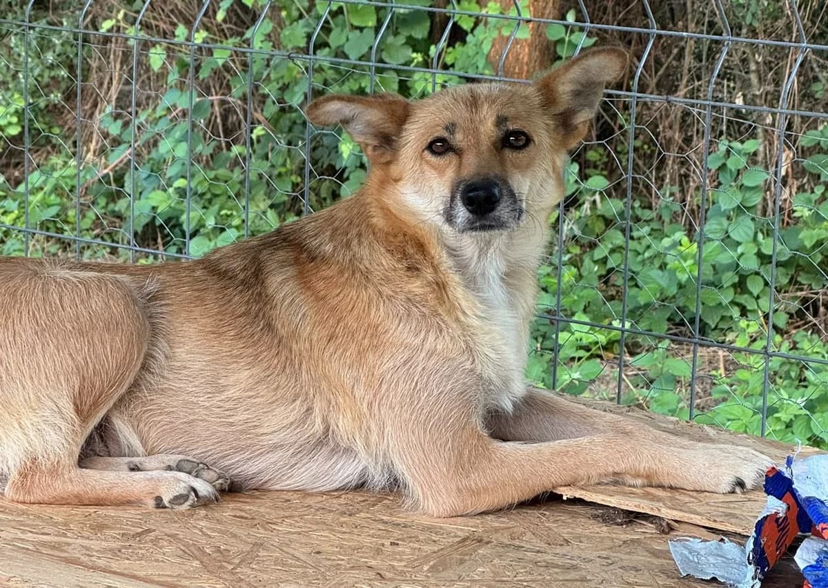 Keyana, hellbraun/weiß female 3yo Mixed Breed for adoption at Waisenhunde e.V., Wöllstadt