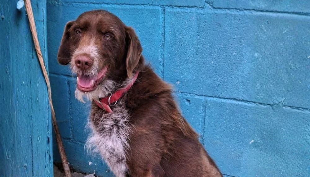 Aston, braun male 7yo Mixed Breed for adoption at Waisenhunde e.V., Wöllstadt