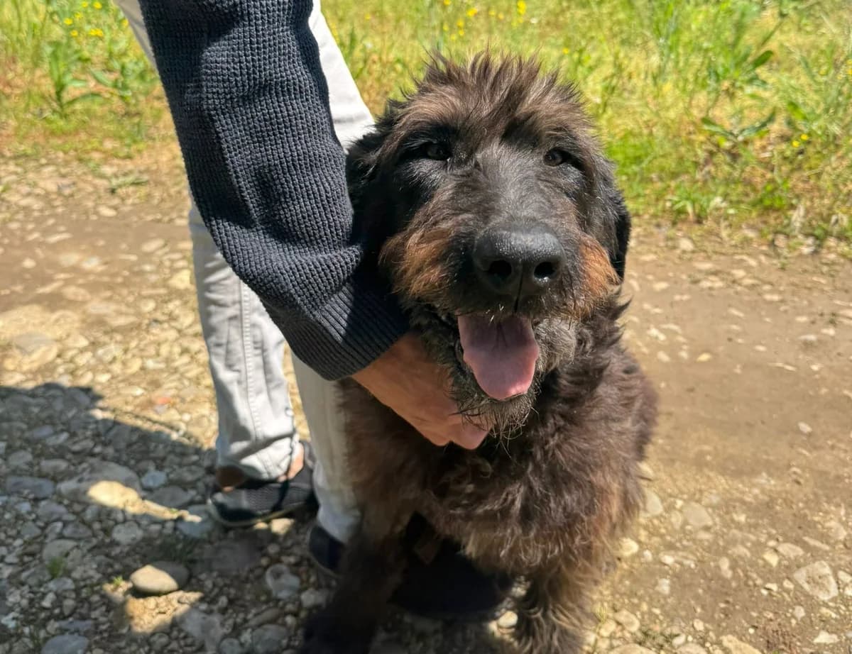 Lona, braun female senior Mixed Breed for adoption at Waisenhunde e.V., Wöllstadt